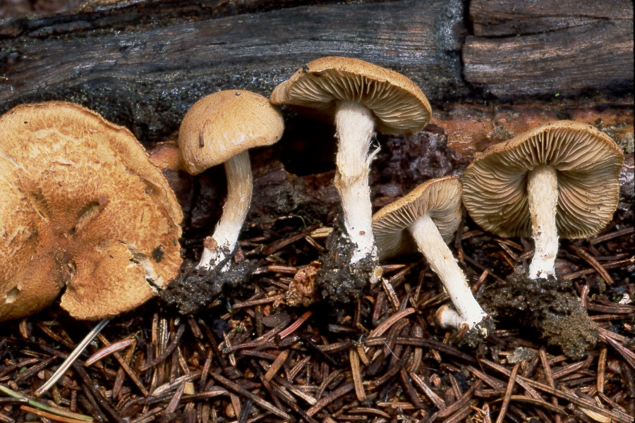 Inocybe dulcamara